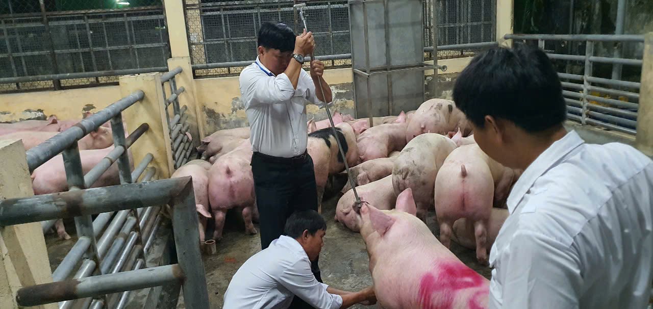 Hơn 10.000 Tấn Heo Có Sử Dụng Chất Cấm Bị Đưa Ra Thị Trường: Bếp Ăn Nên Kiểm Soát Nguồn Thịt Như Thế Nào?