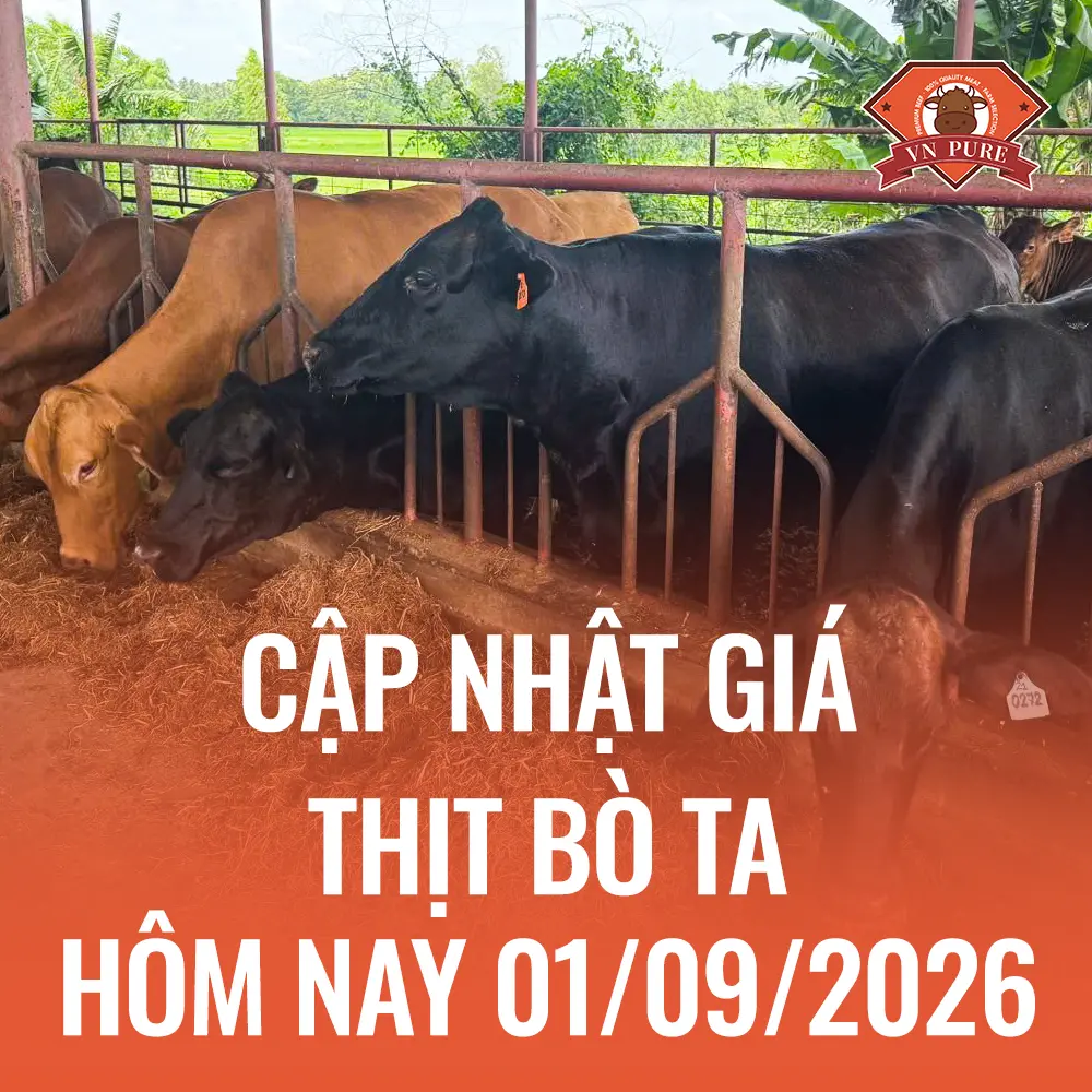 Bảng Giá Thịt Bò Ta Ngày 01/09/2026 & Tuyển Đại Lý Sỉ Bò Viên VN Pure TP.HCM