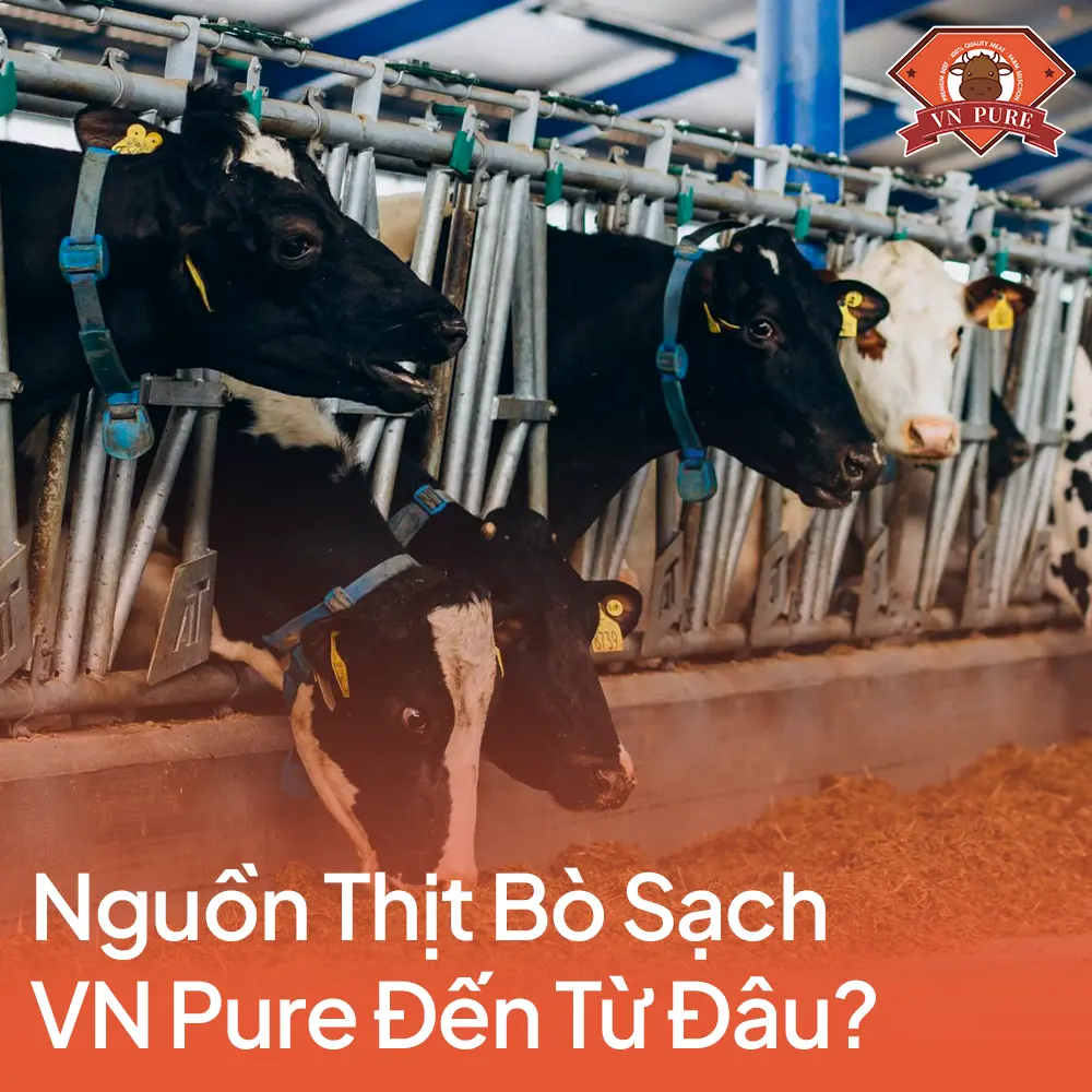 Nguồn Thịt Bò Sạch VN Pure Đến Từ Đâu? Truy Xuất Nguồn Gốc Thịt Bò 4.0 Cho Nhà Hàng 2026
